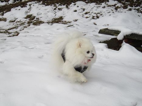 また雪遊びですよ~_b0177436_2220138.jpg