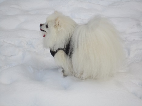 また雪遊びですよ~_b0177436_227988.jpg