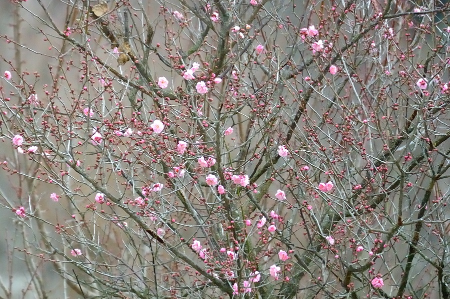 梅は咲いたか桜は・・・_d0148541_2113524.jpg