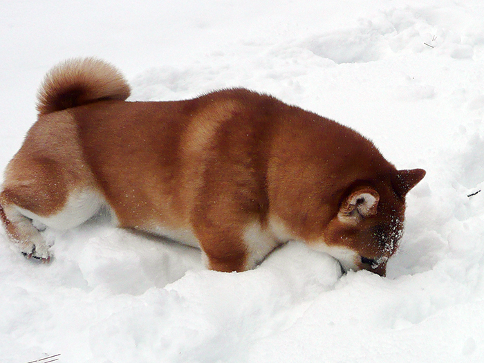 雪大好き！_b0339643_19333637.jpg