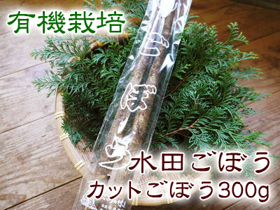 有機栽培の水田ごぼう　現在の発芽の様子と水田での栽培ならではのごぼうなんです！（後編）_a0254656_17401811.jpg