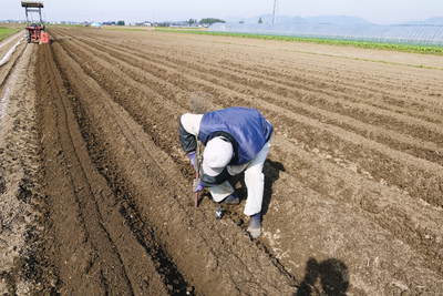 有機栽培の水田ごぼう　種まきから発芽までのお話し_a0254656_1751946.jpg