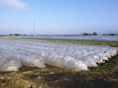 有機栽培の水田ごぼう 種まきから発芽までのお話し_a0254656_18212154.jpg