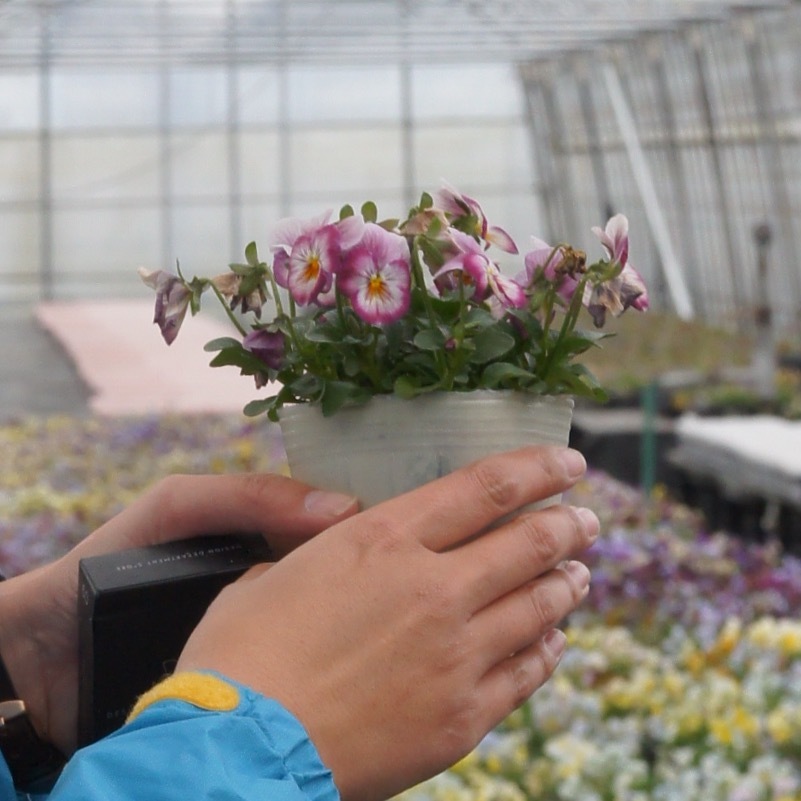 ビオラを訪ねて2日目石川園芸さん Jardin Colline Naonao ビオラを訪ねて2日目石川園芸さん Jardin Colline Naonao