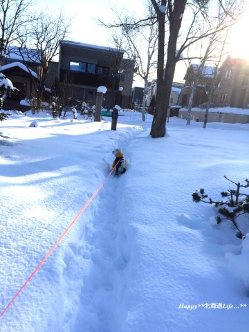 a0337860_22181885.jpeg