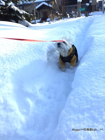 a0337860_22185231.jpeg
