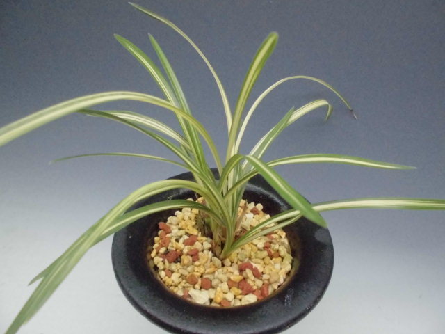 日本春蘭 大雪渓 : DREAM GRASSES