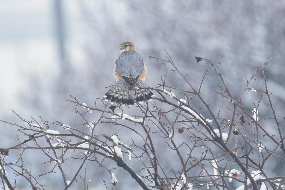 コチョウゲンボウ Ⅱ羽繕い_f0053272_9142022.jpg