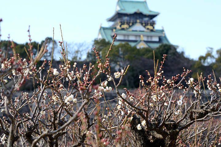 大阪城・・・Ⅱ_f0108478_20113361.jpg