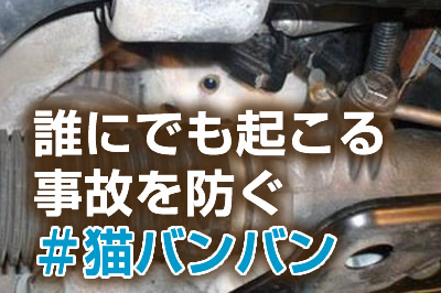 ーー猫!バンバン!運動!って、知ってますか~?ーー_d0060693_1862846.jpg