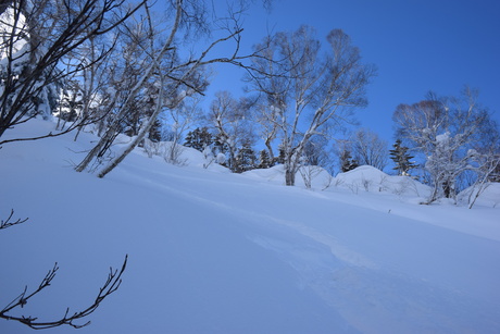 2016年1月23日札幌国際スキー場に近い白井岳支尾根の山を滑る_c0242406_16402737.jpg