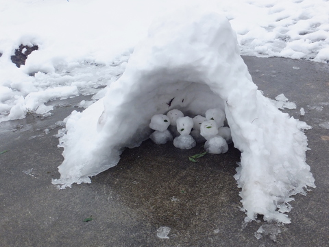 　　　　　　　　野辺の雪解けの中で・・・      _f0204110_1726941.jpg