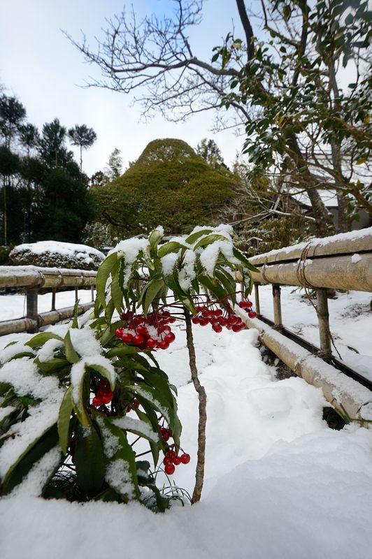 大原雪景色 其の二・宝泉院_f0032011_193649100.jpg
