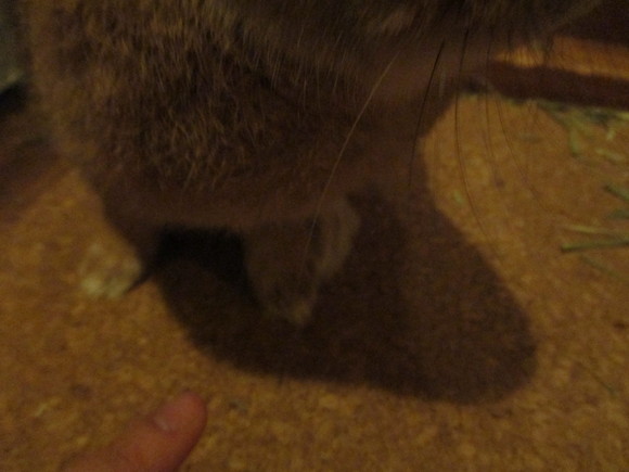ビビちゃん爪切りに行ってきました。_d0256914_1810361.jpg