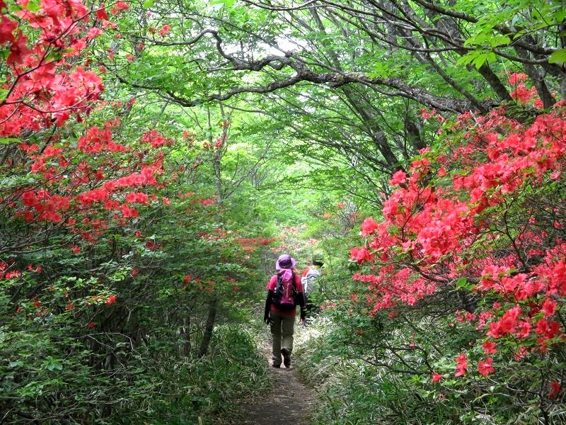 前橋市 赤城山 ツツジ満開の荒山から鍋割山 Arayama Nabewariyama In Mount Akagi やっぱり自然が好き