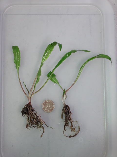 160128 熱帯魚・淡水魚・水草・観葉植物_f0189122_1311996.jpg