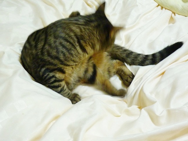 つい見ちゃう・・・_b0166128_10301984.jpg