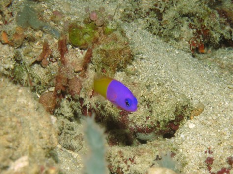 バリ島ツアー報告２日目_c0070933_11452595.jpg