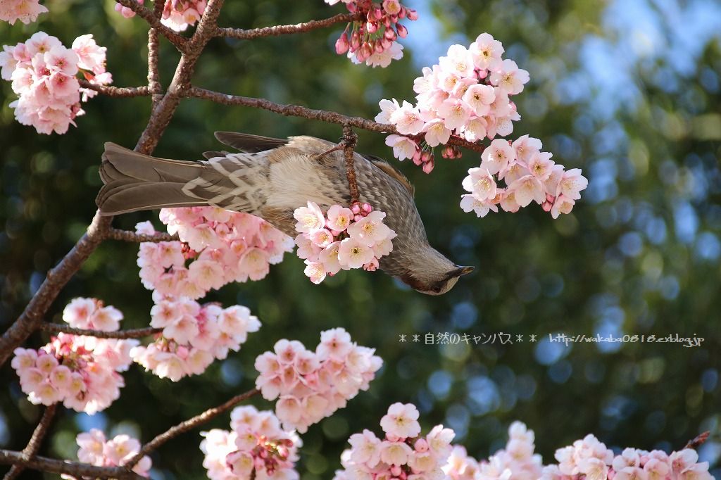 上野公園の寒桜が開花！！！！！_e0052135_221370.jpg