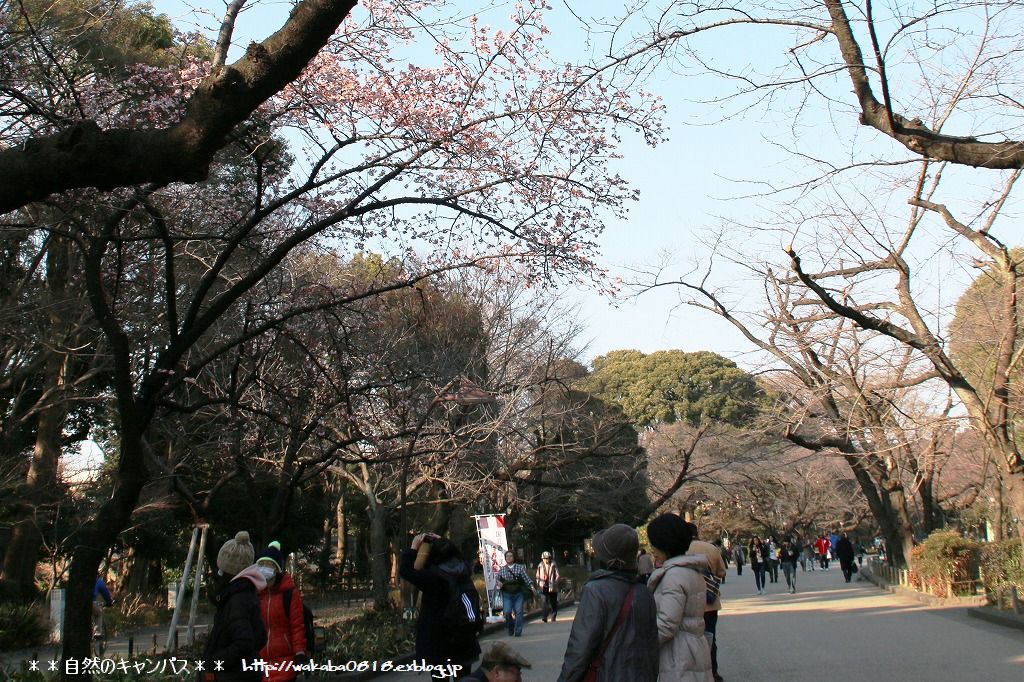 上野公園の寒桜が開花！！！！！_e0052135_2225179.jpg