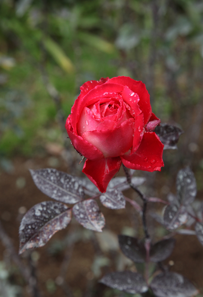 広陵町　馬見丘陵公園　蝋梅　薔薇_c0108146_1904399.jpg