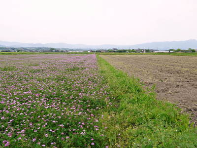 砂田米　土にこだわる“匠”の『砂田のこだわりれんげ米』!!今年もれんげが元気に芽吹いていました！_a0254656_1841987.jpg