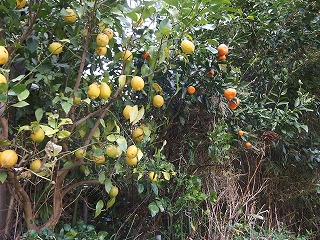 e0004756_2028187.jpg