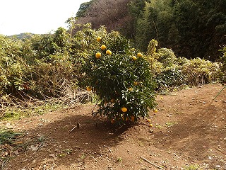 e0004756_2031778.jpg