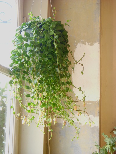 多肉植物の花。。。_a0229658_13211472.jpg