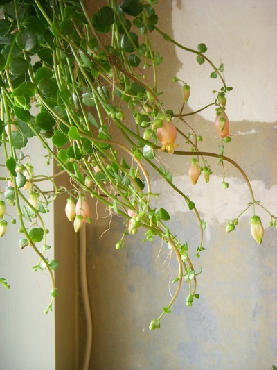 多肉植物の花。。。_a0229658_1324312.jpg