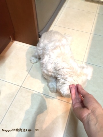 a0337860_19012907.jpeg