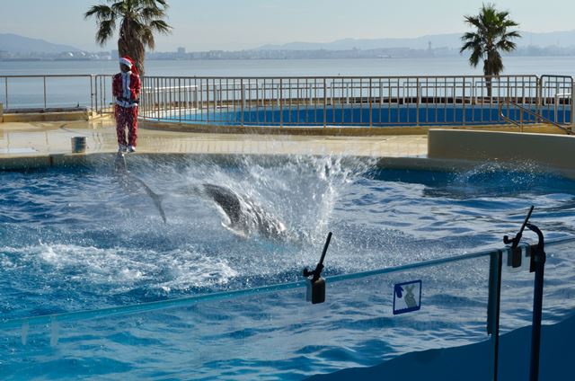 2015,12,14 海ノ中道水族館　イルカショー　その２_f0219074_22413068.jpg