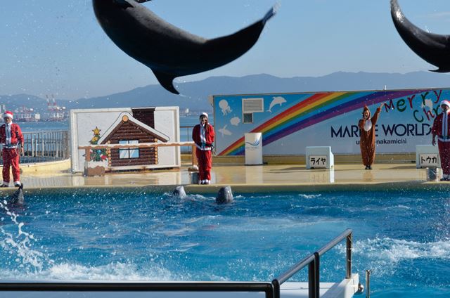 2015,12,14 海ノ中道水族館　イルカショー　その２_f0219074_22445512.jpg