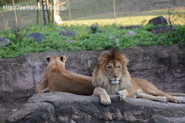 ２０１５年１２月　天王寺動物園　その４　Shilka　724日齢_a0052986_2221468.jpg