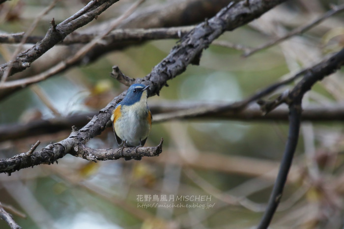 幸せの青い鳥ルリビタキ_a0323488_10513959.jpg