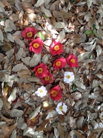 赤い椿白い椿 花の自由旋律