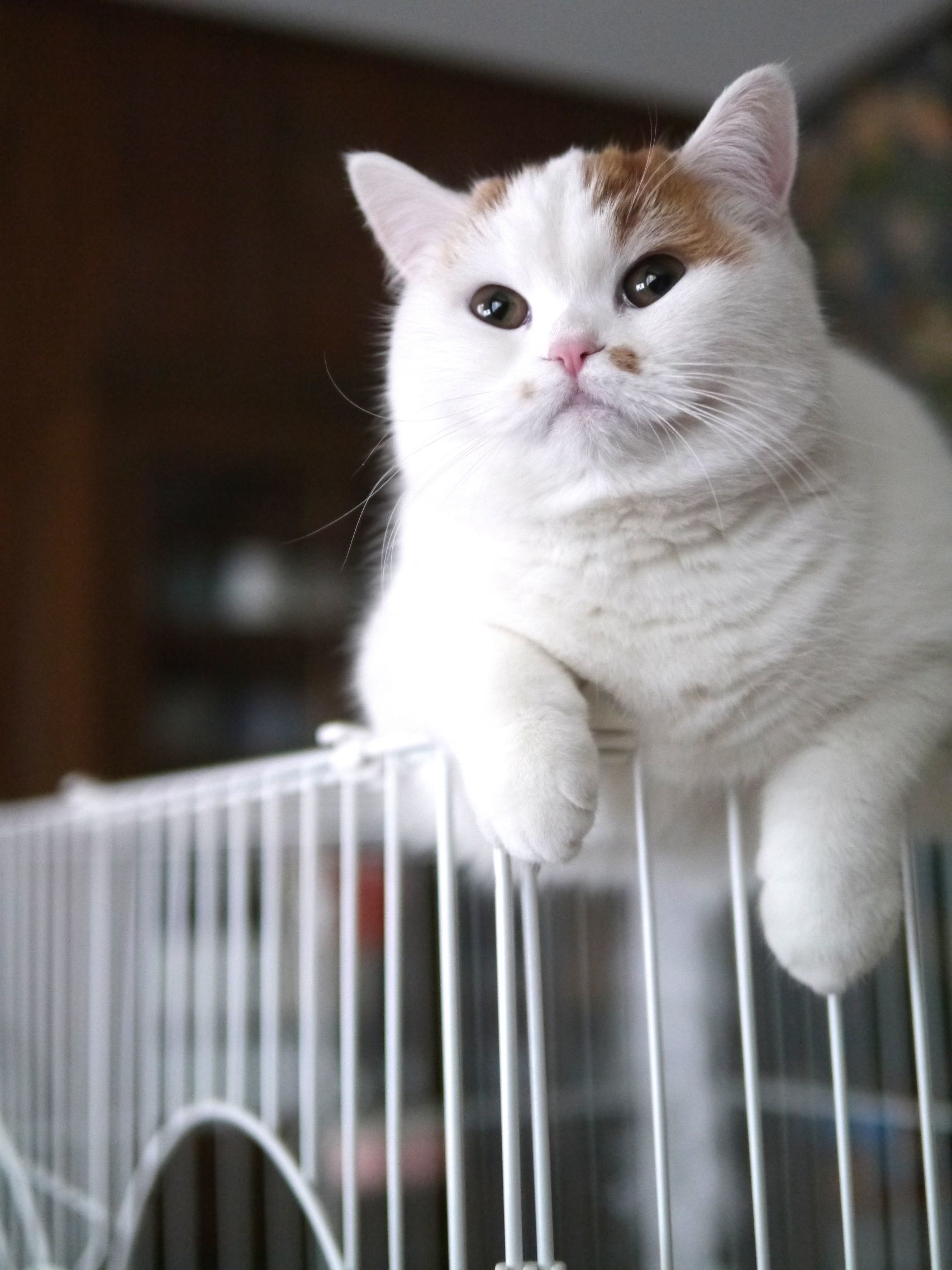 猫の遊び_b0340621_11030701.jpg