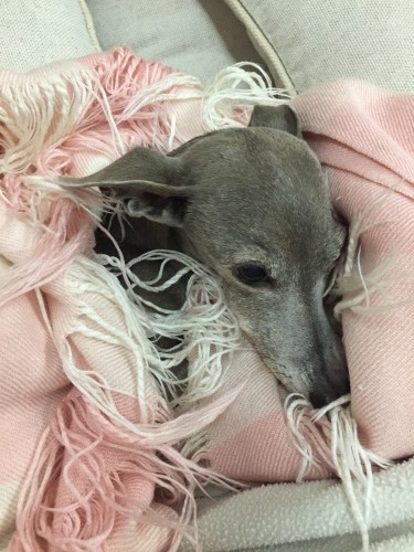 べべちゃん ネリママのハッピーライフ