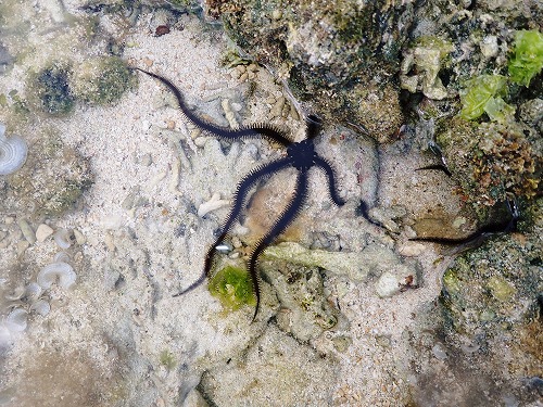 ウデフリクモヒトデの食事 沖縄生活 ウデフリクモヒトデの食事 沖縄生活
