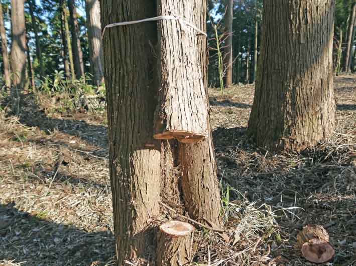 今年は夫婦桜の花見満喫可能に1・28六国見山臨時手入れ_c0014967_1216280.jpg