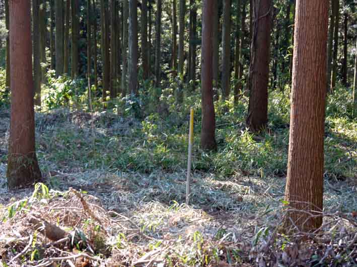 今年は夫婦桜の花見満喫可能に1・28六国見山臨時手入れ_c0014967_12185167.jpg