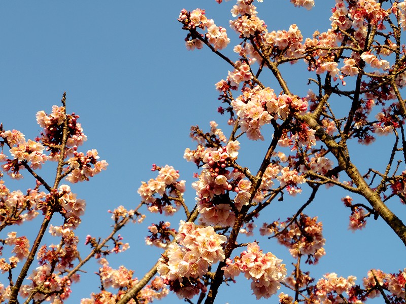 元朝桜はほのかに_f0214467_9435276.jpg