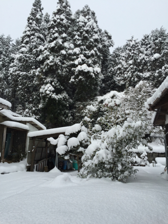 数十年ぶりの大雪_a0077071_15542912.jpg