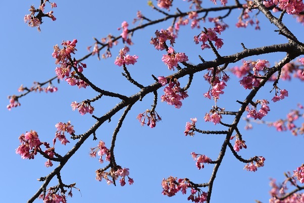 桜・菜の花・夕日_e0344574_20074531.jpg