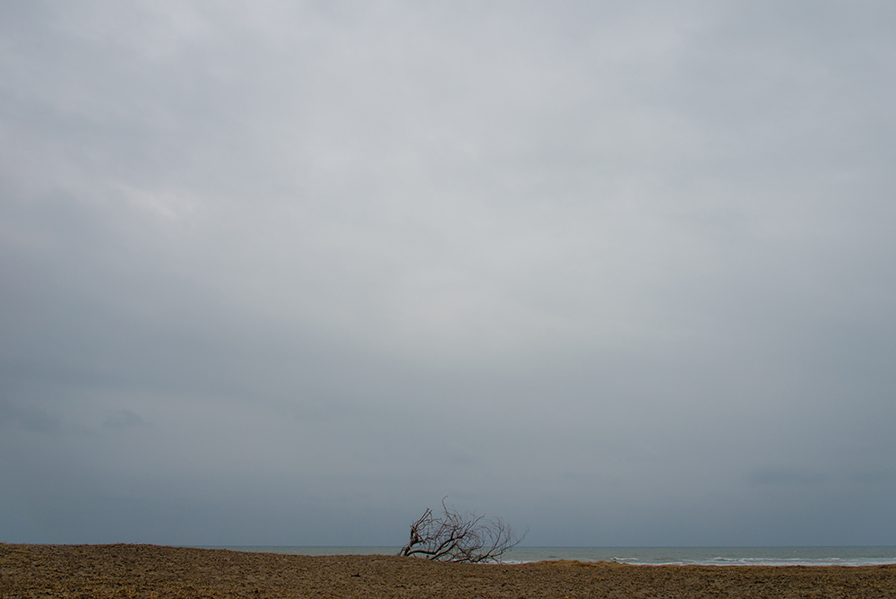 冷たい雨の合間に撮りに行った、いつもの木。_c0226687_20112547.jpg