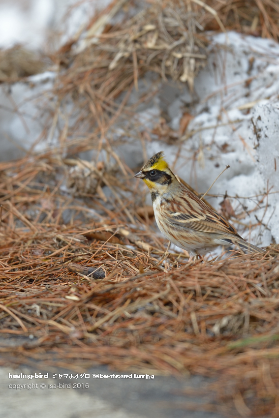 雪山で(赤い)鳥散策　vol_02やっぱりいな〜い_d0164892_2354663.jpg