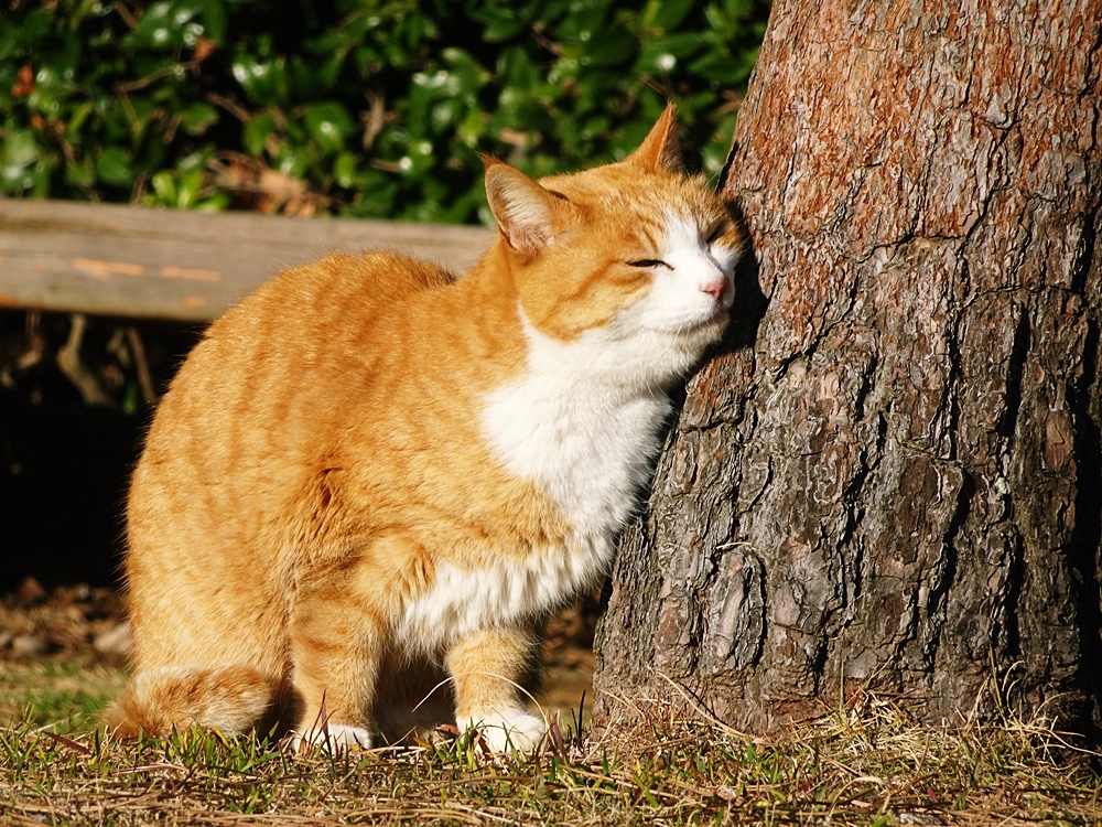 木にスリス～リ♪　アタイ野良だから(=^o^=)_d0089024_22282891.jpg