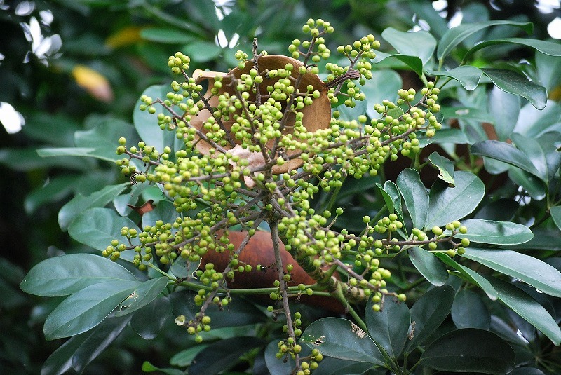 台湾で見た植物_c0358326_05332396.jpg