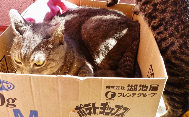 わびとビーコンの日向ぼっこ♪ _b0166128_15374859.jpg