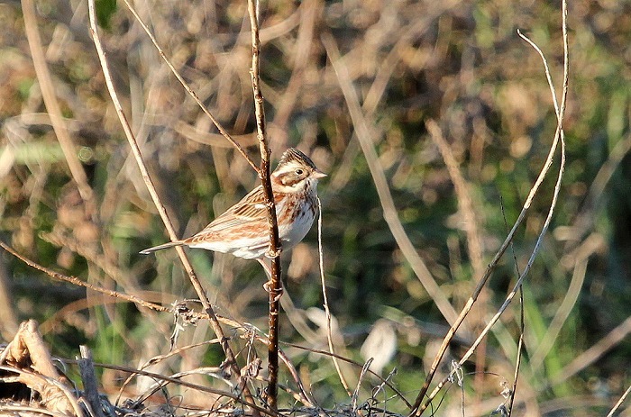 川には鳥が。_f0327034_20303896.jpg